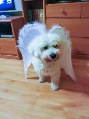 BETA je zapsaná v knize rekordů 📕🏆 za vánoční anděly 👼