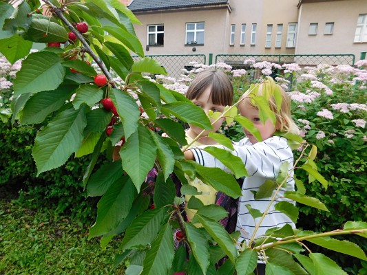 A plody na naší zahradě ochutnáme...